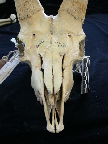 Media type: image;   Mammalogy 25355